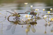 Kleine Koenigslibelle - Anax parthenope - Muldental, Edellibellen, Grimma, Sachsen, Aeshnidae, Anisoptera, Paarung, Eiablage, Paarungsrad, Tandem