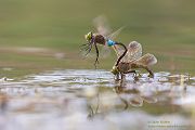 Kleine Koenigslibelle - Anax parthenope - Muldental, Edellibellen, Grimma, Sachsen, Aeshnidae, Anisoptera, Paarung, Eiablage, Paarungsrad, Tandem