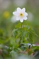 Buschwindroeschen - Anemone nemorosa