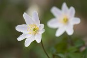 Buschwindroeschen - Anemone nemorosa