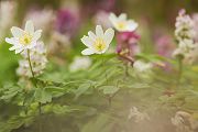 Buschwindroeschen - Anemone nemorosa