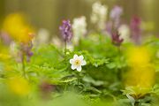 Buschwindroeschen - Anemone nemorosa