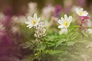 Buschwindroeschen - Anemone nemorosa