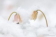 Buschwindroeschen - Anemone nemorosa