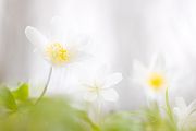 Buschwindroeschen - Anemone nemorosa