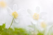 Buschwindroeschen - Anemone nemorosa
