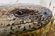 Blindschleiche - Anguis fragilis