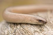 Blindschleiche - Anguis fragilis