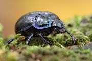 Waldmistkaefer - Anoplotrupes stercorosus