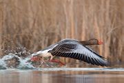 Graugans - Anser anser, Feldgans, Echte Gaense, Feldgaense, Anseriformes, Anserinae, Gans, Dumme Gans, Fuchs du hast die Gans gestohlen, Gaense, Sachsen, Graugaense in Sachsen, Muldental, Grimma