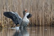 Graugans - Anser anser, Feldgans, Echte Gaense, Feldgaense, Anseriformes, Anserinae, Gans, Dumme Gans, Fuchs du hast die Gans gestohlen, Gaense, Sachsen, Graugaense in Sachsen, Muldental, Grimma