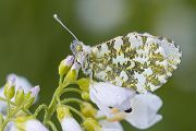 Aurorafalter - Anthocharis cardamines - Weibchen
