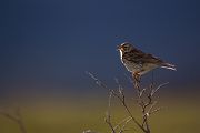 Wiesenpieper, Anthus pratensis, Pieper, Stelzen und Pieper, Motacillidae, Anthus, Norwegen