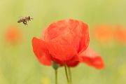 Biene am Mohn