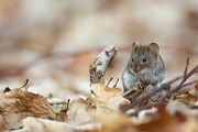 Roetelmaus - Myodes glareolus Maus Saeugetier Saeugetiere Maeuse Altweltmaeuse Maeuseartige Langschwanzmaeuse Sachsen richter-naturfotografie.de Grimma Muldental