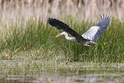 Graureiher - Ardea cinerea Fischreiher Sachsen Reiher Tagreiher Schreitvoegel