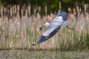 Graureiher - Ardea cinerea Fischreiher Sachsen Reiher Tagreiher Schreitvoegel