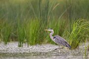 Graureiher - Ardea cinerea Fischreiher Sachsen Reiher Tagreiher Schreitvoegel