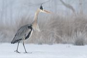 Graureiher - Ardea cinerea Fischreiher Sachsen Reiher Tagreiher Schreitvoegel