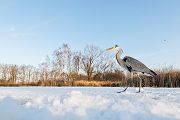 Graureiher - Ardea cinerea Fischreiher Sachsen Reiher Tagreiher Schreitvoegel