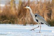 Graureiher - Ardea cinerea Fischreiher Sachsen Reiher Tagreiher Schreitvoegel