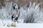 Graureiher - Ardea cinerea Fischreiher Sachsen Reiher Tagreiher Schreitvoegel