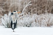 Graureiher - Ardea cinerea Fischreiher Sachsen Reiher Tagreiher Schreitvoegel