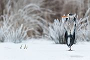 Graureiher - Ardea cinerea Fischreiher Sachsen Reiher Tagreiher Schreitvoegel