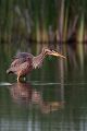 Purpurreiher in Sachsen - Ardea purpurea, Reiher, Schreitvoegel, Voegel, Vogel, Durchzug, Seltener Gast, Tagreiher, Ardea, Aves, Ardeidae, Ciconiiformes, Sachsen, Grimma, Muldental
