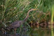 Purpurreiher in Sachsen - Ardea purpurea, Reiher, Schreitvoegel, Voegel, Vogel, Durchzug, Seltener Gast, Tagreiher, Ardea, Aves, Ardeidae, Ciconiiformes, Sachsen, Grimma, Muldental
