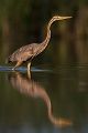 Purpurreiher in Sachsen - Ardea purpurea, Reiher, Schreitvoegel, Voegel, Vogel, Durchzug, Seltener Gast, Tagreiher, Ardea, Aves, Ardeidae, Ciconiiformes, Sachsen, Grimma, Muldental
