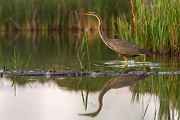 Purpurreiher in Sachsen - Ardea purpurea, Reiher, Schreitvoegel, Voegel, Vogel, Durchzug, Seltener Gast, Tagreiher, Ardea, Aves, Ardeidae, Ciconiiformes, Sachsen, Grimma, Muldental
