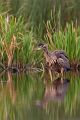 Purpurreiher in Sachsen - Ardea purpurea, Reiher, Schreitvoegel, Voegel, Vogel, Durchzug, Seltener Gast, Tagreiher, Ardea, Aves, Ardeidae, Ciconiiformes, Sachsen, Grimma, Muldental
