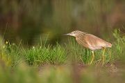 Rallenreiher - Ardeola ralloides, Tagreiher, Little bittern, Reiher, Ardeola, Schreitvoegel, Vogel, Voegel, Lesvos, Lesbos