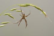 Wespenspinne - Argiope bruennichi - Männchen
