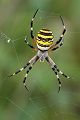 Wespenspinne - Argiope bruennichi - Weibchen