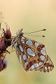 Kleiner Perlmutterfalter - Argynnis lathonia