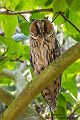 Waldohreule - Asio otus Sachsen Muldental Eulen 