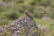 Steinkauz, Athene noctua, Kauz, Lesvos, Lesbos, Balkansteinschmaetzer, Großinsekten, Eulen, Eulen nach Athen tragen, Eigentliche Eulen