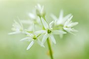 Baerlauch, Allium ursinum, 