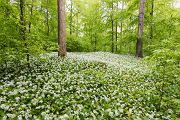 Baerlauch, Allium ursinum, 