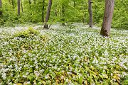 Baerlauch, Allium ursinum, 