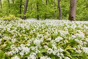 Baerlauch, Allium ursinum, 