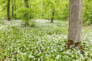 Baerlauch, Allium ursinum, 