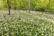 Baerlauch, Allium ursinum, 