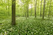 Baerlauch, Allium ursinum, 