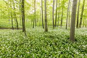 Baerlauch, Allium ursinum, 