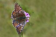 AehnlicherPerlmuttfalter - Boloria napaea 