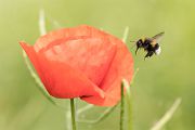 Hummel am Mohn