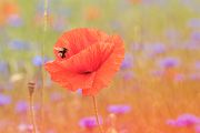 Hummel am Mohn